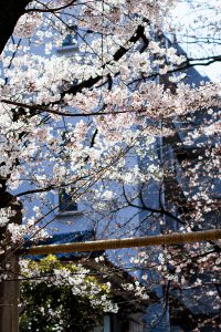Osaka in Spring - Hanami Season in Osaka / A Quick Travel Guide to Osaka, Japan by iHeartAlice.com – Travel, Lifestyle, Style & Foodblog by Alice M. Huynh