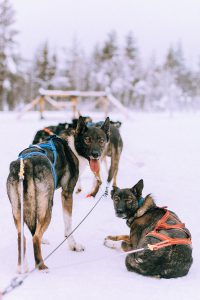 Lappi Travel Vlog & Quick Guide To Lappland, Finland by iHeartAlice.com - Travel, Lifestyle, Food & Fashionblog by Alice M. Huynh
