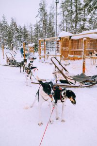 Husky Tours / Lappi Travel Vlog & Quick Guide To Lappland, Finland by iHeartAlice.com - Travel, Lifestyle, Food & Fashionblog by Alice M. Huynh