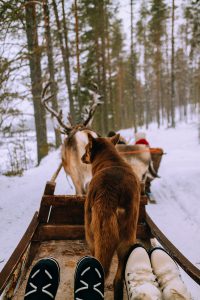 Reindeer ride w/ Levin Sammun-tupa Lappi / Quick Guide To Lappland, Finland by iHeartAlice.com - Travel, Lifestyle, Food & Fashionblog by Alice M. Huynh