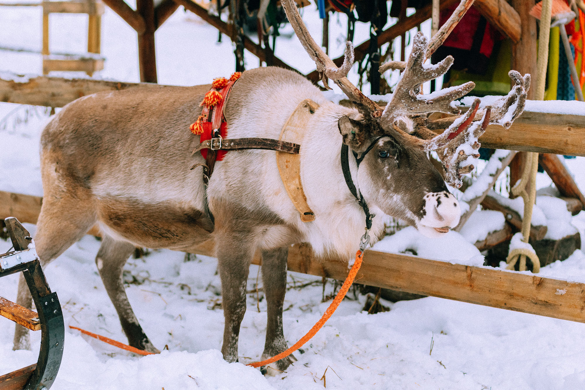 Reindeer ride w/ Levin Sammun-tupa Lappi / Quick Guide To Lappland, Finland by iHeartAlice.com - Travel, Lifestyle, Food & Fashionblog by Alice M. Huynh