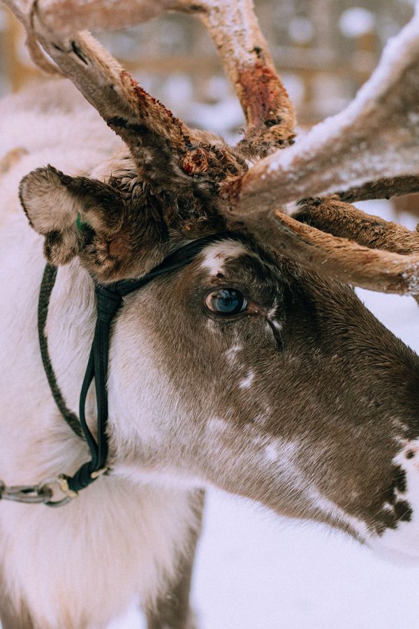 Reindeer ride w/ Levin Sammun-tupa Lappi / Quick Guide To Lappland, Finland by iHeartAlice.com - Travel, Lifestyle, Food & Fashionblog by Alice M. Huynh