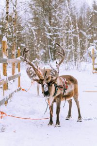 Reindeer ride w/ Levin Sammun-tupa Lappi / Quick Guide To Lappland, Finland by iHeartAlice.com - Travel, Lifestyle, Food & Fashionblog by Alice M. Huynh