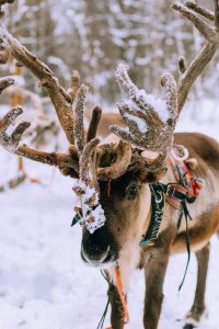 Reindeer ride w/ Levin Sammun-tupa Lappi / Quick Guide To Lappland, Finland by iHeartAlice.com - Travel, Lifestyle, Food & Fashionblog by Alice M. Huynh