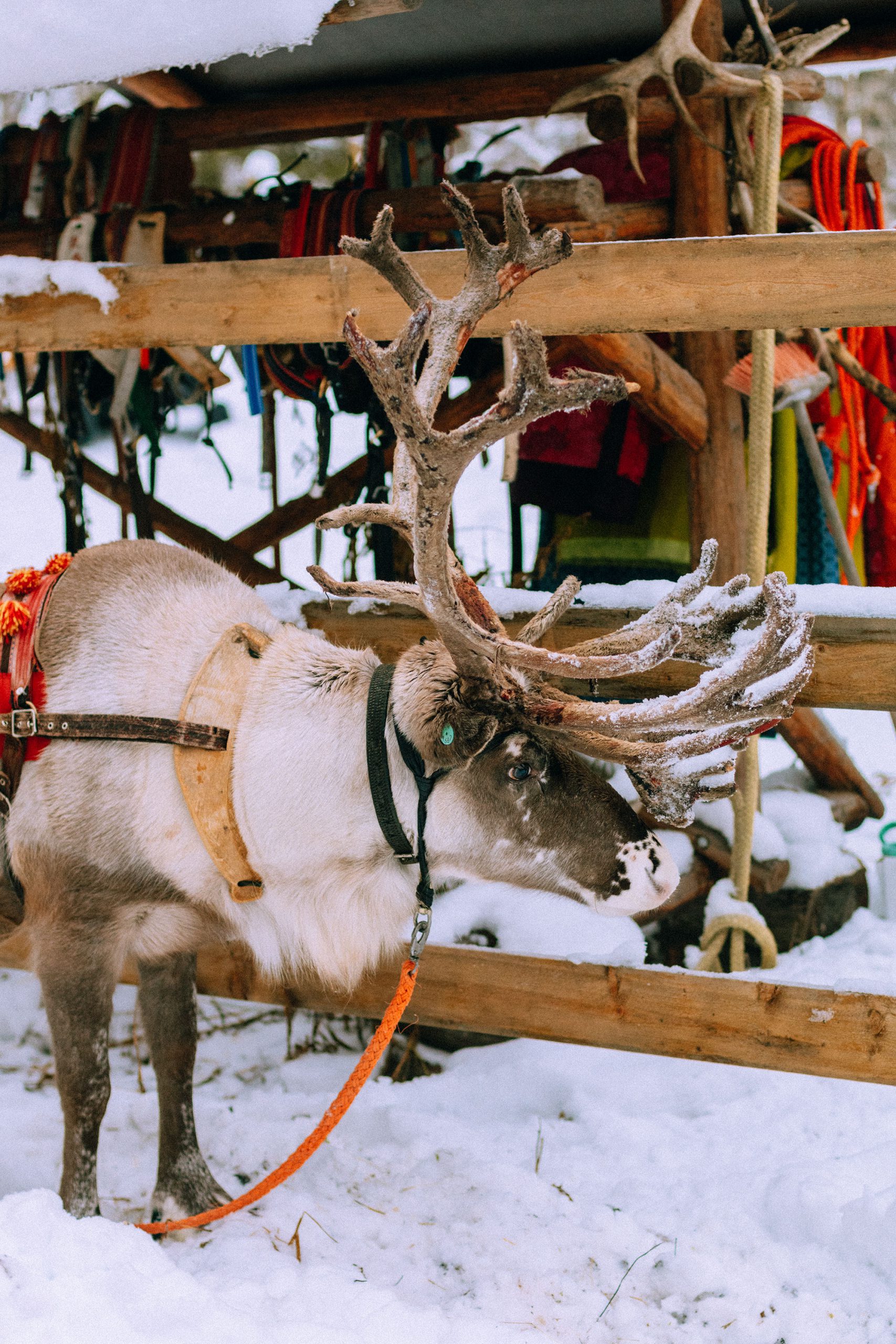 Reindeer ride w/ Levin Sammun-tupa Lappi / Quick Guide To Lappland, Finland by iHeartAlice.com - Travel, Lifestyle, Food & Fashionblog by Alice M. Huynh